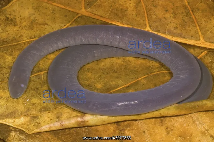 : Rio Cauca Caecilian : Rio Cauca Caecilian