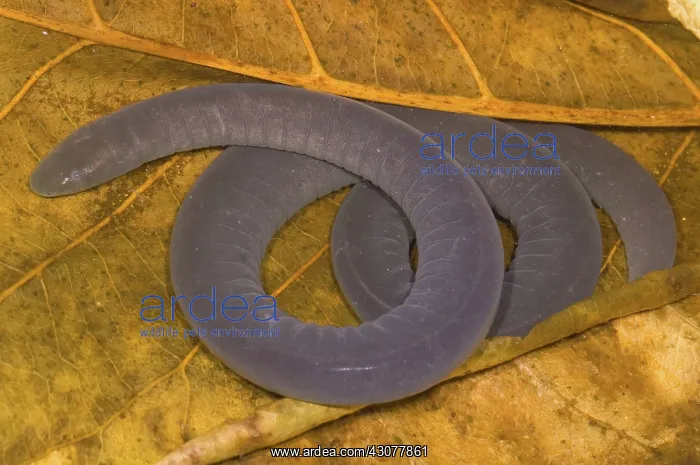  : Rio Cauca Caecilian