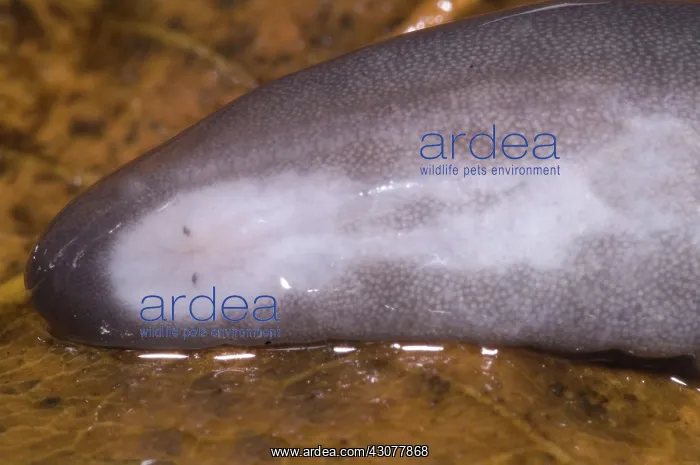 : Rio Cauca Caecilian : Rio Cauca Caecilian