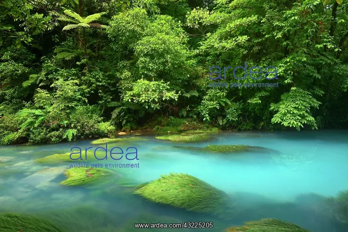 : Rio Celeste river in the Tenorio Volcano National : Rio Celeste river in the Tenorio Volcano National