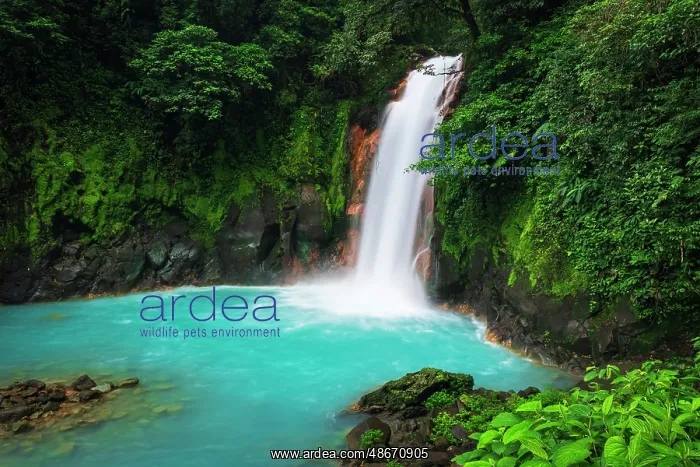 : Rio Celeste Waterfall, Tenorio Volcano National Park : Rio Celeste Waterfall, Tenorio Volcano National Park
