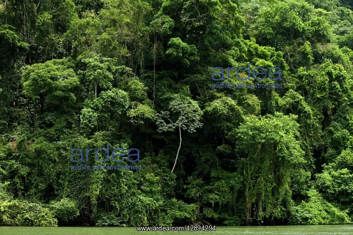 : Rio Dulce region - Rainforest : Rio Dulce region - Rainforest