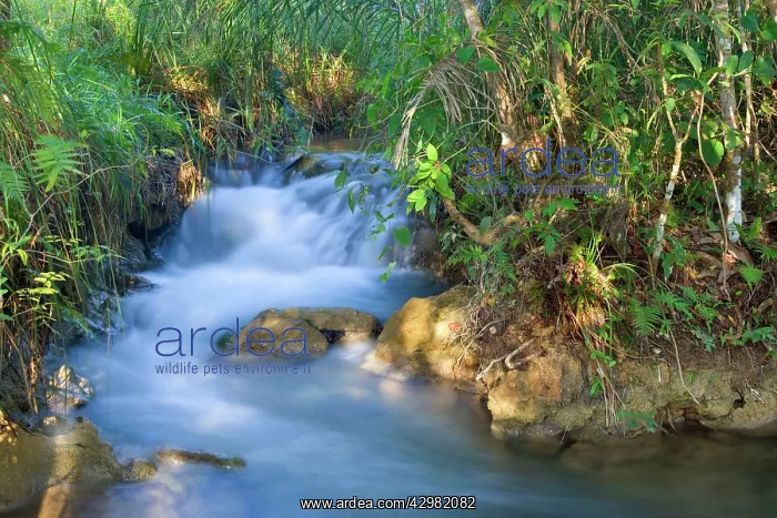  : Rio Formoso - crystal clear Formoso River winds