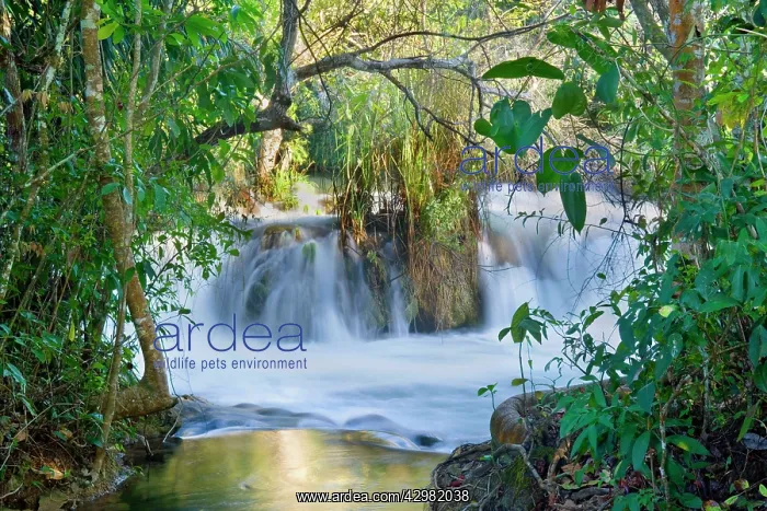 : Rio Formoso waterfall - crystal clear Formoso River : Rio Formoso waterfall - crystal clear Formoso River