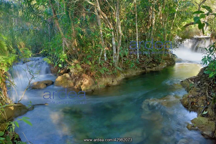 : Rio Formoso waterfall - crystal clear Formoso River : Rio Formoso waterfall - crystal clear Formoso River