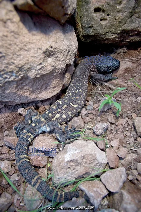 : Rio Fuerte Beaded Lizard : Rio Fuerte Beaded Lizard