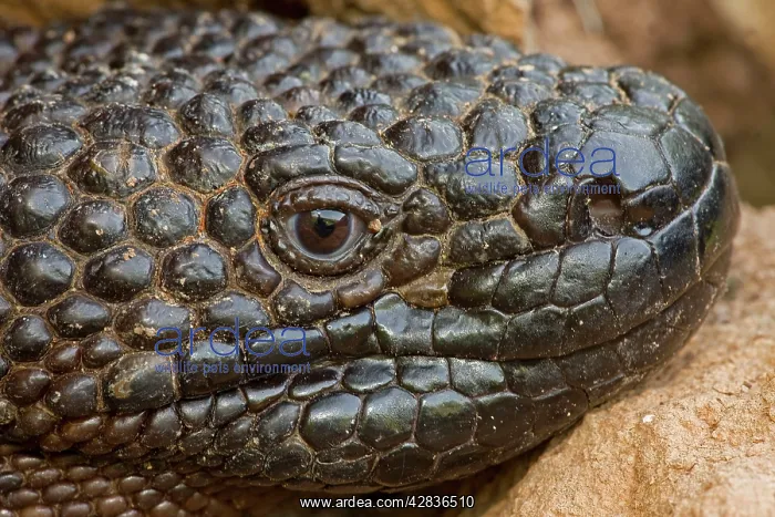 : Rio Fuerte Beaded Lizard : Rio Fuerte Beaded Lizard