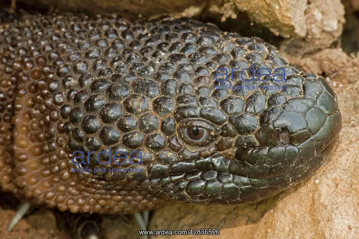 : Rio Fuerte Beaded Lizard : Rio Fuerte Beaded Lizard