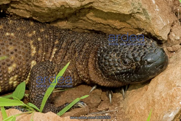 : Rio Fuerte Beaded Lizard : Rio Fuerte Beaded Lizard