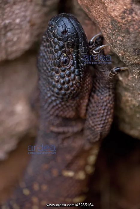 : Rio Fuerte Beaded Lizard (Heloderma horridum exasperatum)- S : Rio Fuerte Beaded Lizard (Heloderma horridum exasperatum)- S
