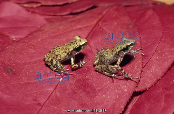 : Rio Grande Chirping Frogs : Rio Grande Chirping Frogs