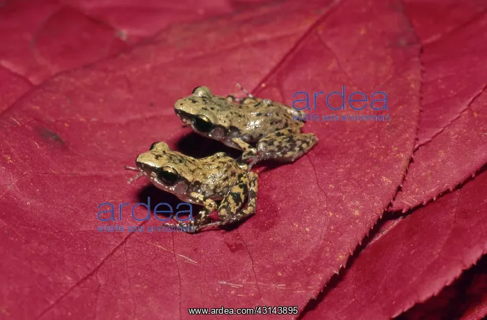 : Rio Grande Chirping Frogs : Rio Grande Chirping Frogs