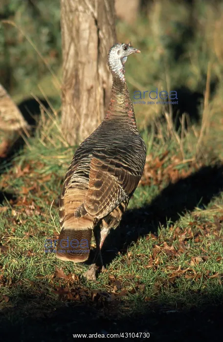 : Rio Grande Wild Turkey : Rio Grande Wild Turkey