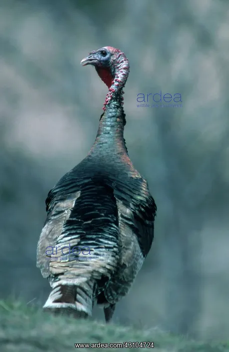 : Rio Grande Wild Turkey Tom : Rio Grande Wild Turkey Tom