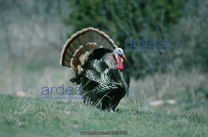 : Rio Grande Wild Turkey Tom : Rio Grande Wild Turkey Tom