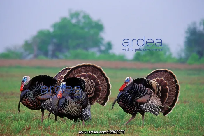 : Rio Grande Wild Turkey toms strutting during spring : Rio Grande Wild Turkey toms strutting during spring
