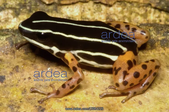: Rio Madeira Poison Frog : Rio Madeira Poison Frog
