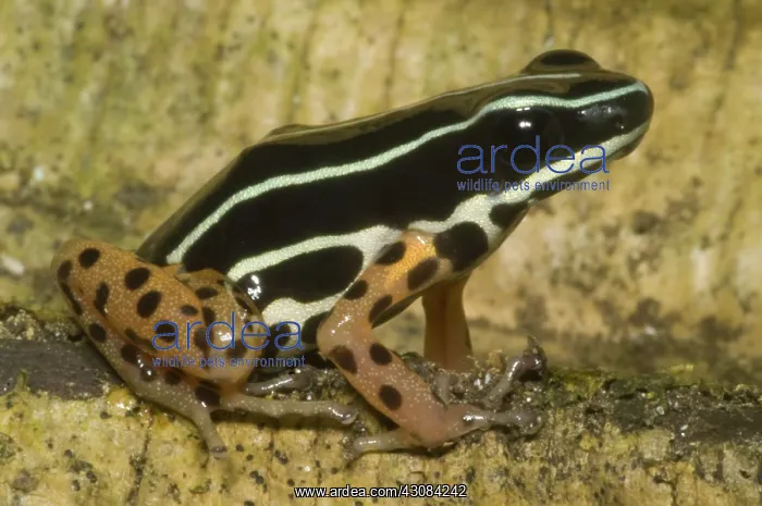 : Rio Madeira Poison Frog : Rio Madeira Poison Frog
