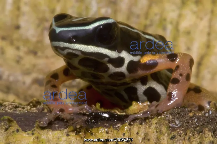 : Rio Madeira Poison Frog : Rio Madeira Poison Frog
