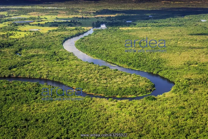 : Rio Negro flows through jungle, Pantanal, Mato Grosso : Rio Negro flows through jungle, Pantanal, Mato Grosso