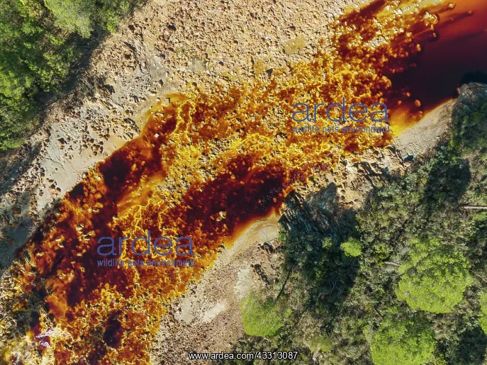 : The Rio Tinto (Red river) flowing through a forest : The Rio Tinto (Red river) flowing through a forest