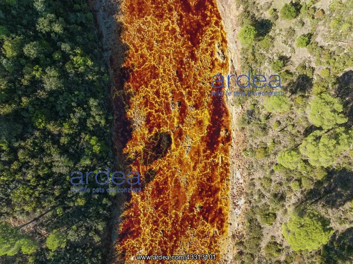 : The Rio Tinto (Red river) flowing through a forest : The Rio Tinto (Red river) flowing through a forest