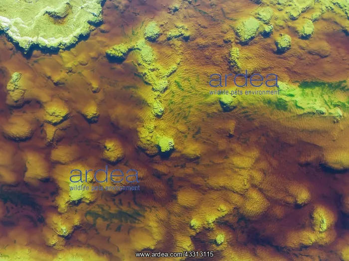 : Detail of the Rio Tinto (Red river) with its reddish : Detail of the Rio Tinto (Red river) with its reddish