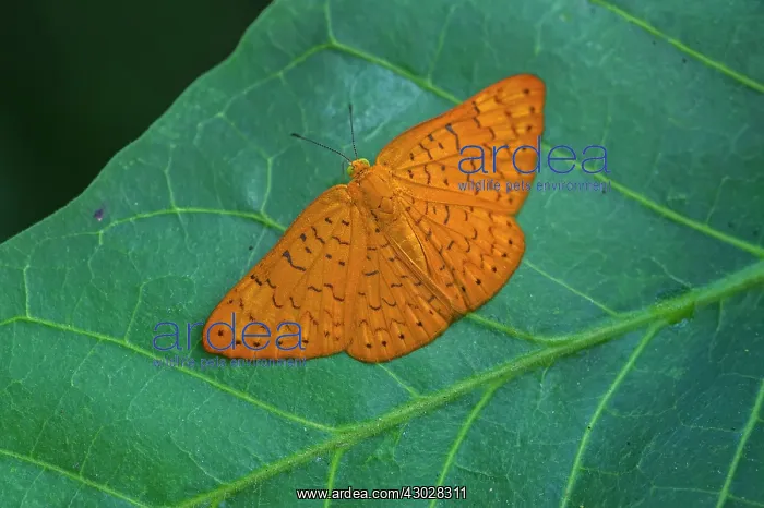 : Riodininae, butterfly, Rio Claro Reserve, Reserva : Riodininae, butterfly, Rio Claro Reserve, Reserva