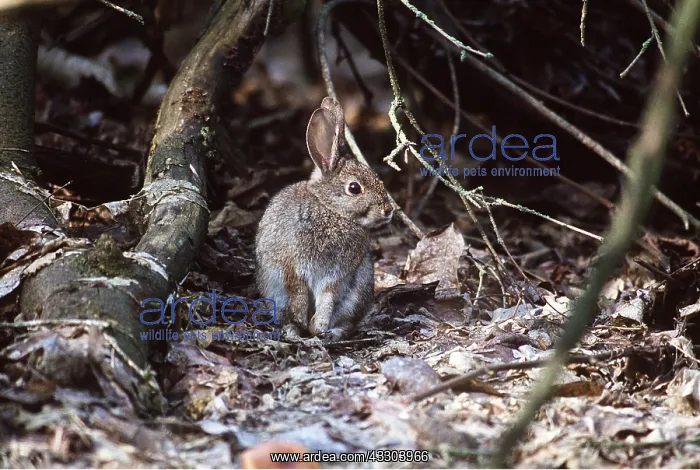 : RIPARIAN BRUSH RABBIT : RIPARIAN BRUSH RABBIT