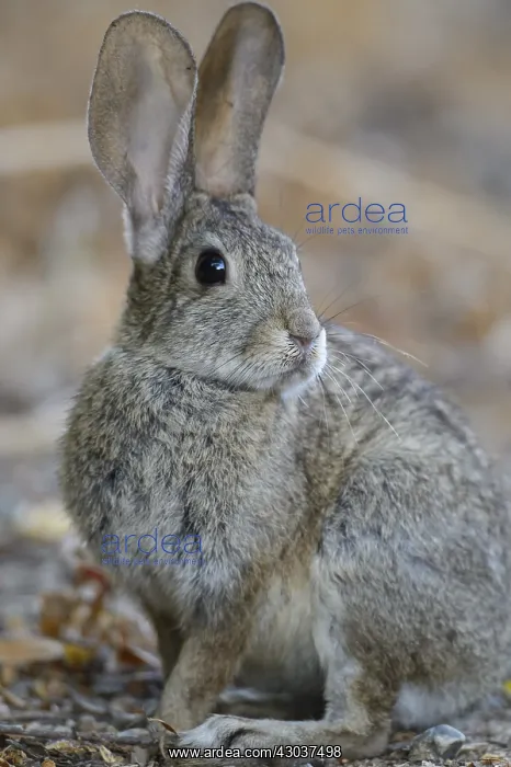 : Riparian Brush Rabbit close up - Close up of Riparian : Riparian Brush Rabbit close up - Close up of Riparian