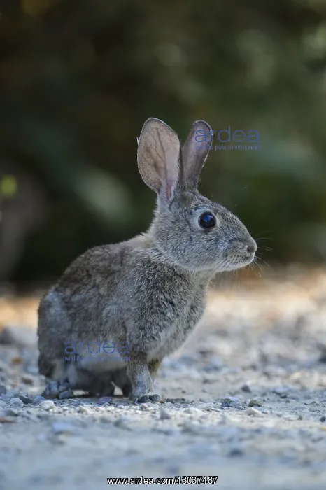 : Riparian Brush Rabbit - Riparian Brush Rabbit sitting : Riparian Brush Rabbit - Riparian Brush Rabbit sitting