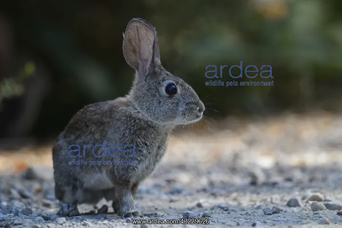  : Riparian Brush Rabbit - Riparian Brush Rabbit sitting
