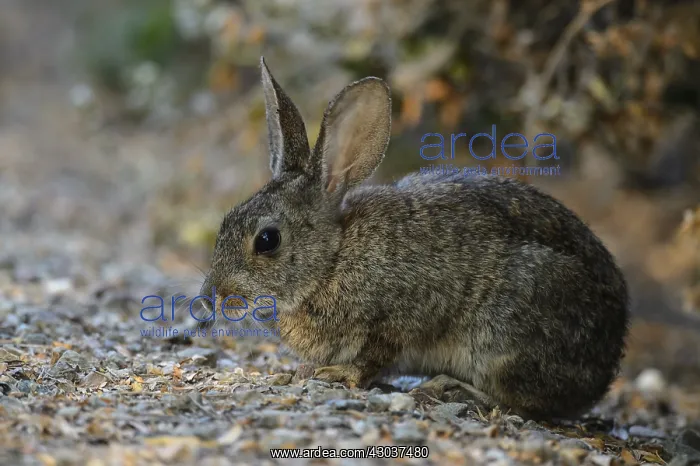 : Riparian Brush Rabbit sitting close up - Close up : Riparian Brush Rabbit sitting close up - Close up