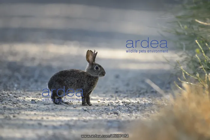 : Riparian Brush Rabbit standing - Riparian Brush : Riparian Brush Rabbit standing - Riparian Brush