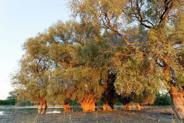  : Riparian forest in the Danube Delta, Romania