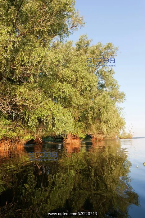 : Riparian Forest in the Danube Delta, Romania : Riparian Forest in the Danube Delta, Romania