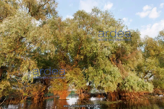 : Riparian Forest in the Danube Delta, Romania : Riparian Forest in the Danube Delta, Romania