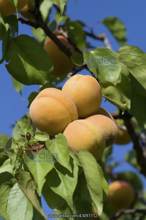  : Ripe Apricots