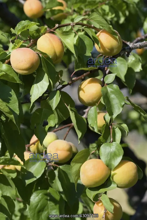  : Ripe Apricots