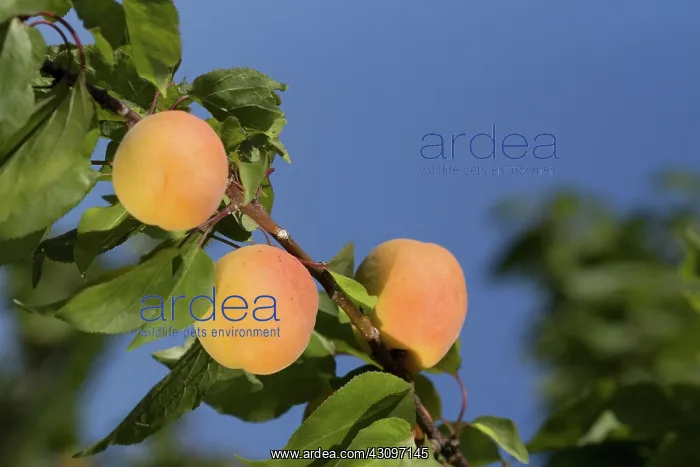 : Ripe Apricots : Ripe Apricots