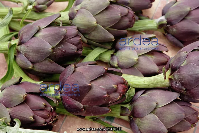 : Ripe artichoke, Tuscany, Italy : Ripe artichoke, Tuscany, Italy