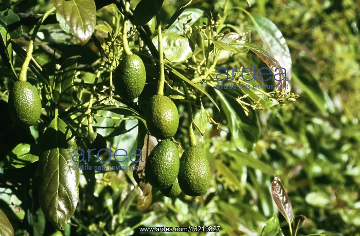 : Ripe Avocados : Ripe Avocados