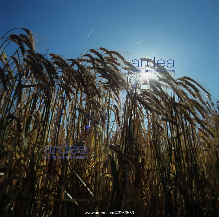 : Ripe barley ears : Ripe barley ears