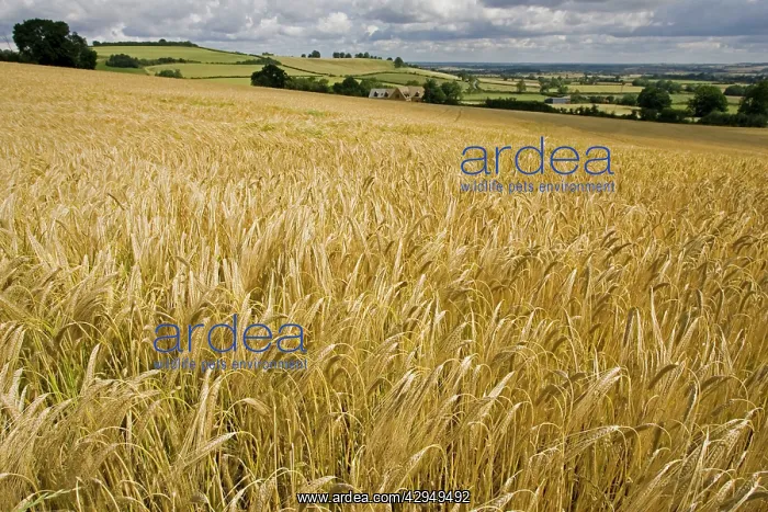 : Ripe barley field ready for harvest : Ripe barley field ready for harvest