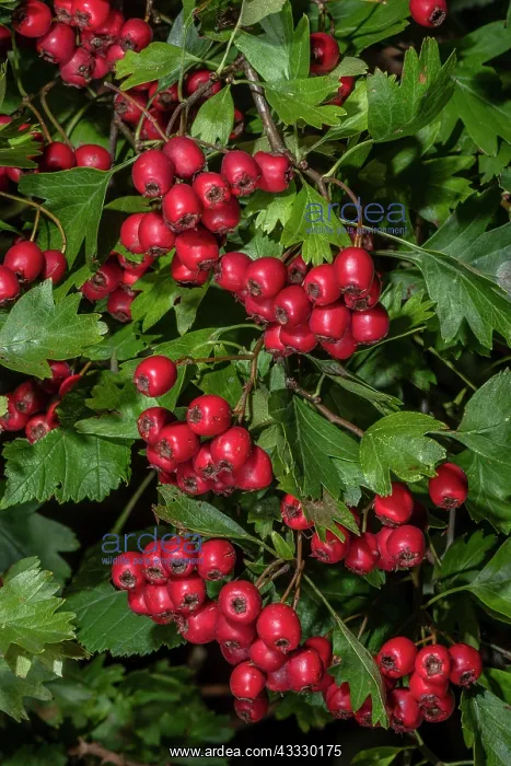 : Ripe berries (haws) of Common hawthorn, Crataegu : Ripe berries (haws) of Common hawthorn, Crataegu