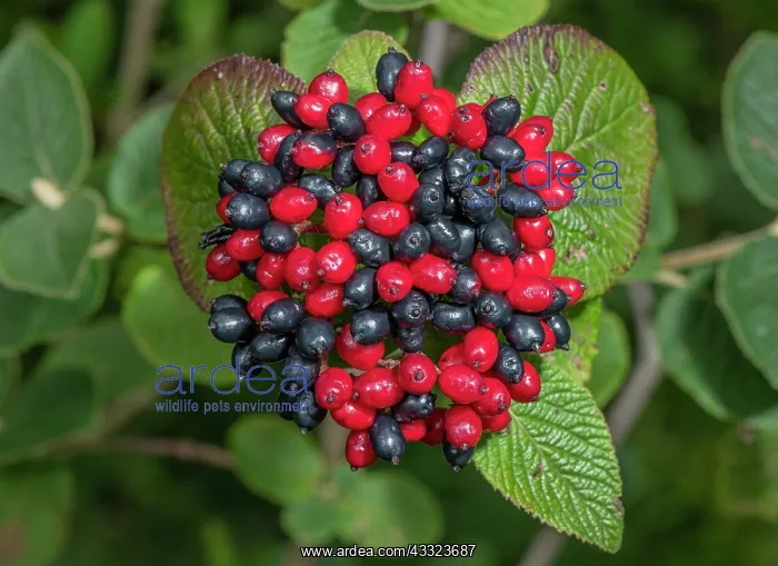 : The ripe berries of Wayfaring tree, Viburnum lantana : The ripe berries of Wayfaring tree, Viburnum lantana