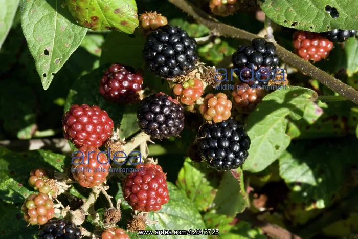 : Ripe blackberries on bramble bush : Ripe blackberries on bramble bush