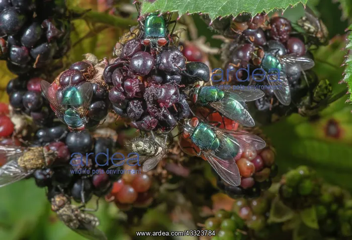 : Ripe blackberries, covered with various flies particularly : Ripe blackberries, covered with various flies particularly