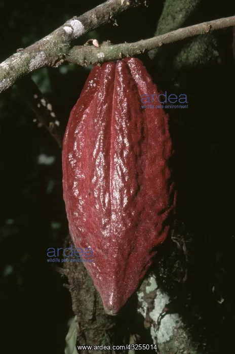 : Ripe Cacao Fruit : Ripe Cacao Fruit