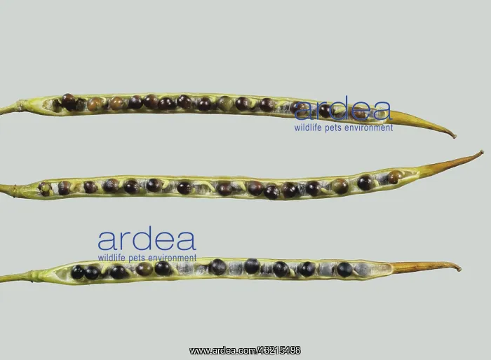 : Ripe Canola seedpods : Ripe Canola seedpods
